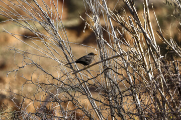 Bird on a twig near Tazert, Al Haouz province, Morocco