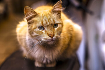 Cat sitting on a scooter saddle in Marrakesh, Morocco