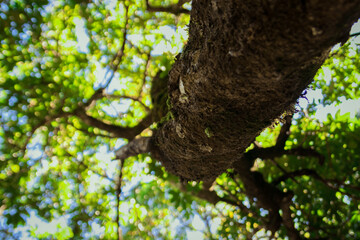 Obraz premium tree in the park