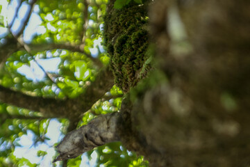 Green tree trunk with blue sky