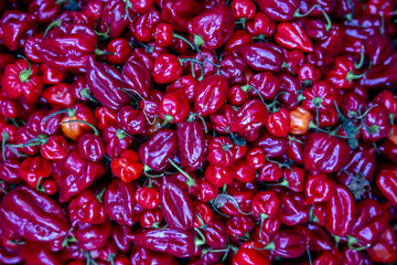 Red peppers in a shop in Moulay Idriss Zerhon, Morocco