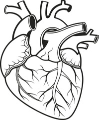 Human heart design over white background vector illustration. Human heart anatomy. Heart medical science vector illustration 