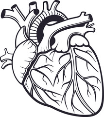 Human heart design over white background vector illustration. Human heart anatomy. Heart medical science vector illustration 
