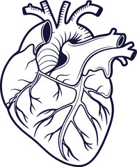 Human heart design over white background vector illustration. Human heart anatomy. Heart medical science vector illustration 