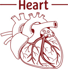 Human heart design over white background vector illustration. Human heart anatomy. Heart medical science vector illustration 