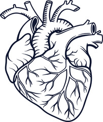 Human heart design over white background vector illustration. Human heart anatomy. Heart medical science vector illustration 