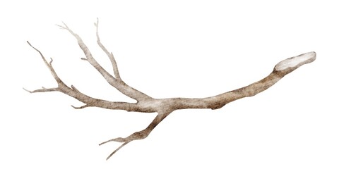 Watercolor illustration of a tree branch with rustic botanical elements. Drawing of isolated twigs and bark, perfect for nature-themed cards or invitations. Ideal for autumn or plant-based designs.