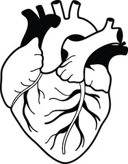 Human heart design over white background vector illustration. Human heart anatomy. Heart medical science vector illustration 
