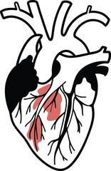 Human heart design over white background vector illustration. Human heart anatomy. Heart medical science vector illustration 