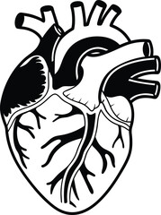 Human heart design over white background vector illustration. Human heart anatomy. Heart medical science vector illustration 