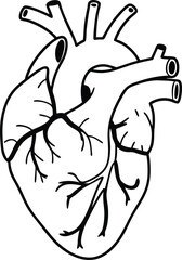 Human heart design over white background vector illustration. Human heart anatomy. Heart medical science vector illustration 