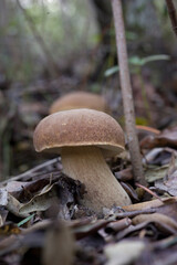 Summer bolete, Summer cep (Boletus reticulatus, Boletus aestivalis). Mount Limbara. Sardinia. Italy.