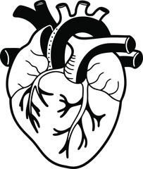 Human heart design over white background vector illustration. Human heart anatomy. Heart medical science vector illustration 