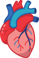 Human heart design over white background vector illustration. Human heart anatomy. Heart medical science vector illustration 