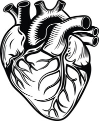Human heart design over white background vector illustration. Human heart anatomy. Heart medical science vector illustration 