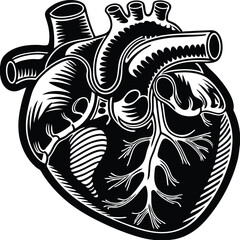 Human heart design over white background vector illustration. Human heart anatomy. Heart medical science vector illustration 