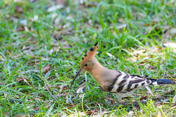 Hoopoe bird on the grass