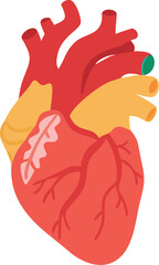 Human heart design over white background vector illustration. Human heart anatomy. Heart medical science vector illustration 