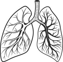 Lungs Human organs hand drawn vector illustration line art. Human lungs. Medical illustration. Vector on white background