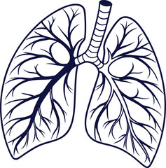 Lungs Human organs hand drawn vector illustration line art. Human lungs. Medical illustration. Vector on white background
