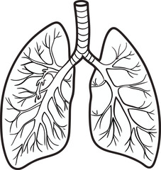 Lungs Human organs hand drawn vector illustration line art. Human lungs. Medical illustration. Vector on white background