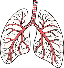 Lungs Human organs hand drawn vector illustration line art. Human lungs. Medical illustration. Vector on white background