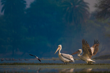 A pair of pelicans stand gracefully in shallow water at Keoladeo National Park, with one spreading its wings while a smaller bird swoops by, surrounded by lush trees in a serene, natural setting.