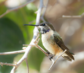 Naklejka premium Short-Tailed Woodstar