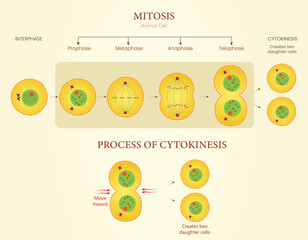 Diagram of Mitosis and Cytokinesis Illustration Showing Cell Division in Animal Cells
