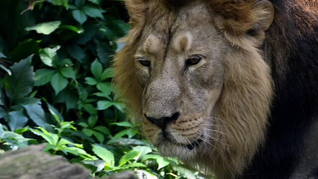 Majestic king lion roaming the lush savannah in slow motion showcasing powerful presence