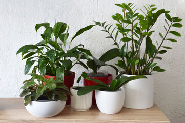 Indoor plants arranged on a wooden cabinet. Potted house plants.