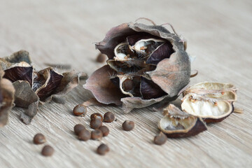 Dry seeds of hibiscus moscheutos