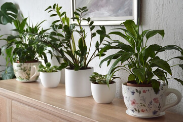 Indoor plants arranged on a wooden cabinet. Potted house plants.