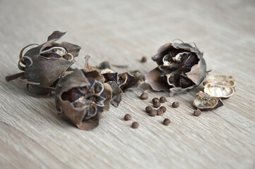 Hibiscus moscheutos seeds in dry seedpods