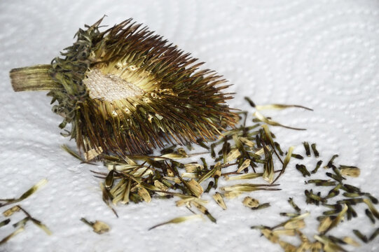 Harvesting coneflower (Echinacea) seeds