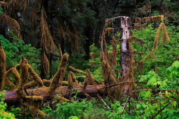 Moss