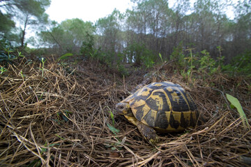 Hermann's tortoise, Testudo hermanni. Pine forest at Lake Baratz. Sassari, Sardinia, Italy