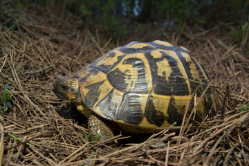 Hermann's tortoise, Testudo hermanni. Pine forest at Lake Baratz. Sassari, Sardinia, Italy