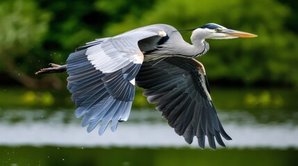 Fototapeta premium Graceful Heron in Flight: A Majestic Moment Captured in Nature's Embrace