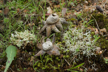 Astraeus hygrometricus, commonly known as the hygroscopic earthstar, the barometer earthstar, or the false earthstar, is a species of fungus