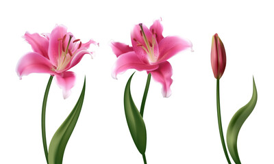 Fototapeta premium Beautiful pink lily flowers. Buds. Border. Isolated. Floral background. Bouquet. Green leaves. Set.