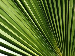 Obraz premium green palm leaf, texture as eco background