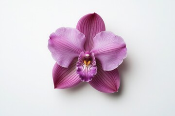 Obraz premium A stunning close-up view of a vibrant pink orchid flower showcasing its intricate details and natural beauty.