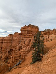 dixie national forest