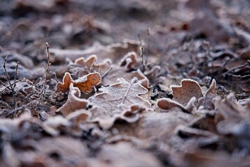 Oak leaves on the ground covered with frost