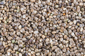 Hemp seeds, close-up. Food background. Source of protein and amino acids.