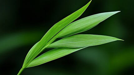 Obraz premium Whispers of Green: A close-up shot unveils the elegant simplicity of long, slender leaves, showcasing nature's delicate artistry.
