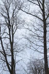 Tree silhouette with bare branches and twigs in a forest against bright sky during winter season, vertical natural abstract trees woodland background