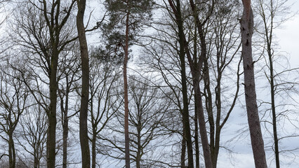 Tree silhouette with bare branches and twigs in a forest against bright sky during winter season, natural abstract trees woodland background