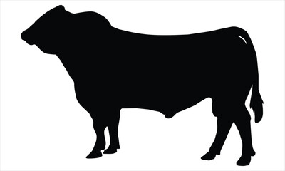 black silhouette of a cow